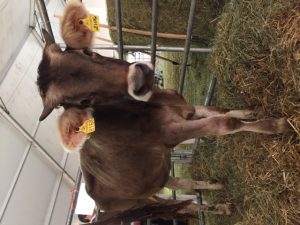 Fiera Agricola Abbiategrasso